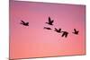 Snow Geese Flying to Roost Site at Sunset-null-Mounted Photographic Print