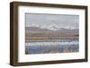 Snow Geese, Freeze Out Lake Nwr-Ken Archer-Framed Photographic Print