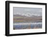 Snow Geese, Freeze Out Lake Nwr-Ken Archer-Framed Photographic Print