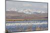 Snow Geese, Freeze Out Lake Nwr-Ken Archer-Mounted Photographic Print