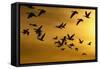 Snow Geese in Flight at Sunset-DLILLC-Framed Stretched Canvas