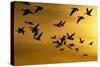 Snow Geese in Flight at Sunset-DLILLC-Stretched Canvas