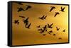 Snow Geese in Flight at Sunset-DLILLC-Framed Stretched Canvas