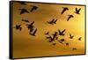 Snow Geese in Flight at Sunset-DLILLC-Framed Stretched Canvas