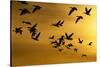 Snow Geese in Flight at Sunset-DLILLC-Stretched Canvas