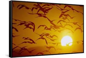 Snow Geese in Flight at Sunset-DLILLC-Framed Stretched Canvas