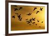 Snow Geese in Flight at Sunset-DLILLC-Framed Photographic Print