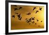 Snow Geese in Flight at Sunset-DLILLC-Framed Photographic Print