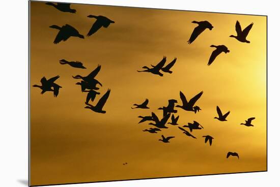 Snow Geese in Flight at Sunset-DLILLC-Mounted Photographic Print