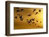 Snow Geese in Flight at Sunset-DLILLC-Framed Photographic Print