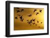 Snow Geese in Flight at Sunset-DLILLC-Framed Photographic Print
