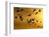 Snow Geese in Flight at Sunset-DLILLC-Framed Photographic Print