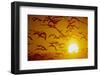 Snow Geese in Flight at Sunset-DLILLC-Framed Photographic Print