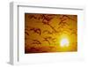 Snow Geese in Flight at Sunset-DLILLC-Framed Photographic Print