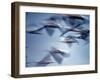 Snow Geese in Flight at the Skagit Flats, Washington, USA-Charles Sleicher-Framed Photographic Print