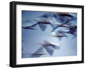 Snow Geese in Flight at the Skagit Flats, Washington, USA-Charles Sleicher-Framed Photographic Print