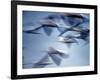 Snow Geese in Flight at the Skagit Flats, Washington, USA-Charles Sleicher-Framed Photographic Print