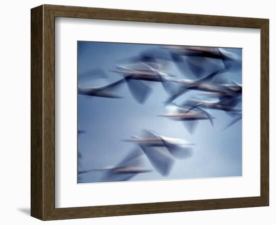 Snow Geese in Flight at the Skagit Flats, Washington, USA-Charles Sleicher-Framed Photographic Print