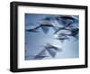 Snow Geese in Flight at the Skagit Flats, Washington, USA-Charles Sleicher-Framed Photographic Print