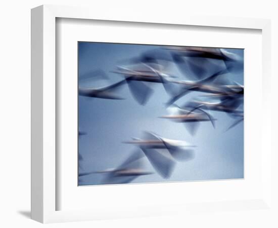 Snow Geese in Flight at the Skagit Flats, Washington, USA-Charles Sleicher-Framed Photographic Print