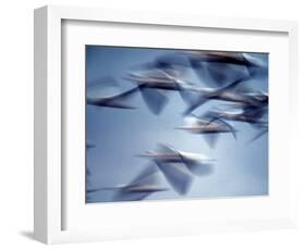 Snow Geese in Flight at the Skagit Flats, Washington, USA-Charles Sleicher-Framed Photographic Print