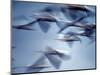 Snow Geese in Flight at the Skagit Flats, Washington, USA-Charles Sleicher-Mounted Photographic Print