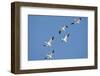 Snow Geese in Flight, Marion, Illinois, Usa-Richard ans Susan Day-Framed Photographic Print