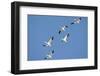 Snow Geese in Flight, Marion, Illinois, Usa-Richard ans Susan Day-Framed Photographic Print