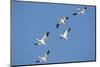 Snow Geese in Flight, Marion, Illinois, Usa-Richard ans Susan Day-Mounted Photographic Print