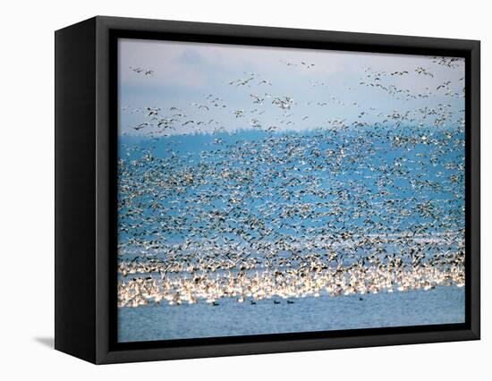 Snow Geese in Flight, Skagit Valley, Skagit Flats, Washington State, USA-Charles Sleicher-Framed Stretched Canvas