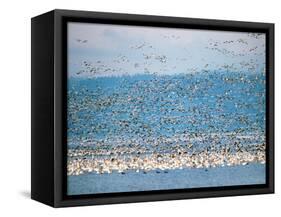 Snow Geese in Flight, Skagit Valley, Skagit Flats, Washington State, USA-Charles Sleicher-Framed Stretched Canvas