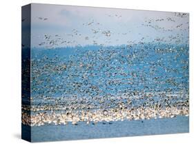 Snow Geese in Flight, Skagit Valley, Skagit Flats, Washington State, USA-Charles Sleicher-Stretched Canvas