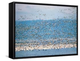 Snow Geese in Flight, Skagit Valley, Skagit Flats, Washington State, USA-Charles Sleicher-Framed Stretched Canvas
