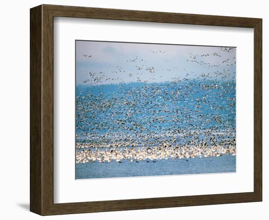 Snow Geese in Flight, Skagit Valley, Skagit Flats, Washington State, USA-Charles Sleicher-Framed Photographic Print