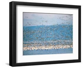 Snow Geese in Flight, Skagit Valley, Skagit Flats, Washington State, USA-Charles Sleicher-Framed Photographic Print