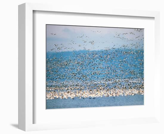 Snow Geese in Flight, Skagit Valley, Skagit Flats, Washington State, USA-Charles Sleicher-Framed Photographic Print