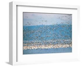 Snow Geese in Flight, Skagit Valley, Skagit Flats, Washington State, USA-Charles Sleicher-Framed Photographic Print