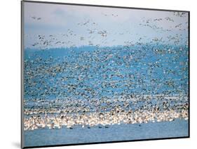 Snow Geese in Flight, Skagit Valley, Skagit Flats, Washington State, USA-Charles Sleicher-Mounted Photographic Print