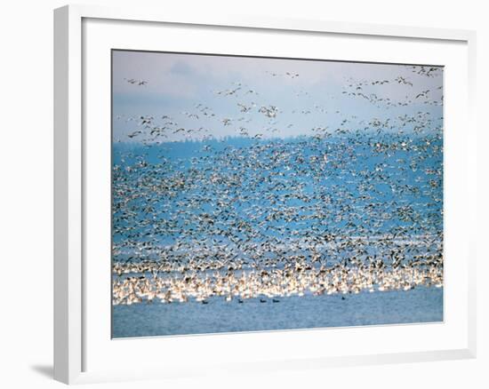 Snow Geese in Flight, Skagit Valley, Skagit Flats, Washington State, USA-Charles Sleicher-Framed Photographic Print