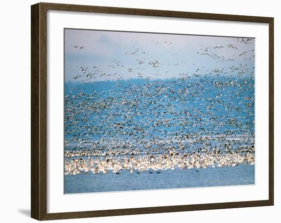 Snow Geese in Flight, Skagit Valley, Skagit Flats, Washington State, USA-Charles Sleicher-Framed Photographic Print