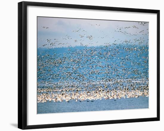 Snow Geese in Flight, Skagit Valley, Skagit Flats, Washington State, USA-Charles Sleicher-Framed Photographic Print