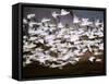 Snow Geese in Flight, Skagit Valley, Skagit Flats, Washington, USA-Charles Sleicher-Framed Stretched Canvas