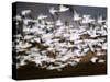 Snow Geese in Flight, Skagit Valley, Skagit Flats, Washington, USA-Charles Sleicher-Stretched Canvas