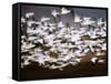 Snow Geese in Flight, Skagit Valley, Skagit Flats, Washington, USA-Charles Sleicher-Framed Stretched Canvas