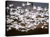 Snow Geese in Flight, Skagit Valley, Skagit Flats, Washington, USA-Charles Sleicher-Stretched Canvas