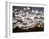 Snow Geese in Flight, Skagit Valley, Skagit Flats, Washington, USA-Charles Sleicher-Framed Photographic Print