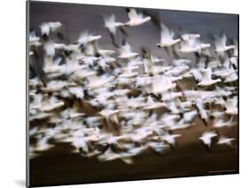 Snow Geese in Flight, Skagit Valley, Skagit Flats, Washington, USA-Charles Sleicher-Mounted Photographic Print