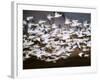 Snow Geese in Flight, Skagit Valley, Skagit Flats, Washington, USA-Charles Sleicher-Framed Photographic Print