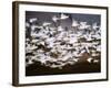 Snow Geese in Flight, Skagit Valley, Skagit Flats, Washington, USA-Charles Sleicher-Framed Photographic Print