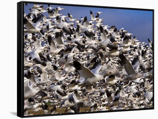 Snow Geese in Flight with a Bluse Sky Day-Terry Eggers-Framed Stretched Canvas